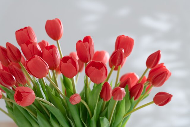 Ramo Tulipan 7piezas Pu Rosa Coral Large