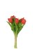 Ramo Tulipan 7piezas Pu Rosa Coral Large