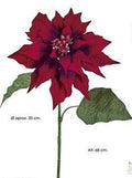 POINSETTIA. 68 cm. Burdeos.