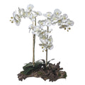Orchid 3 Stems Natural Trunk - 23109